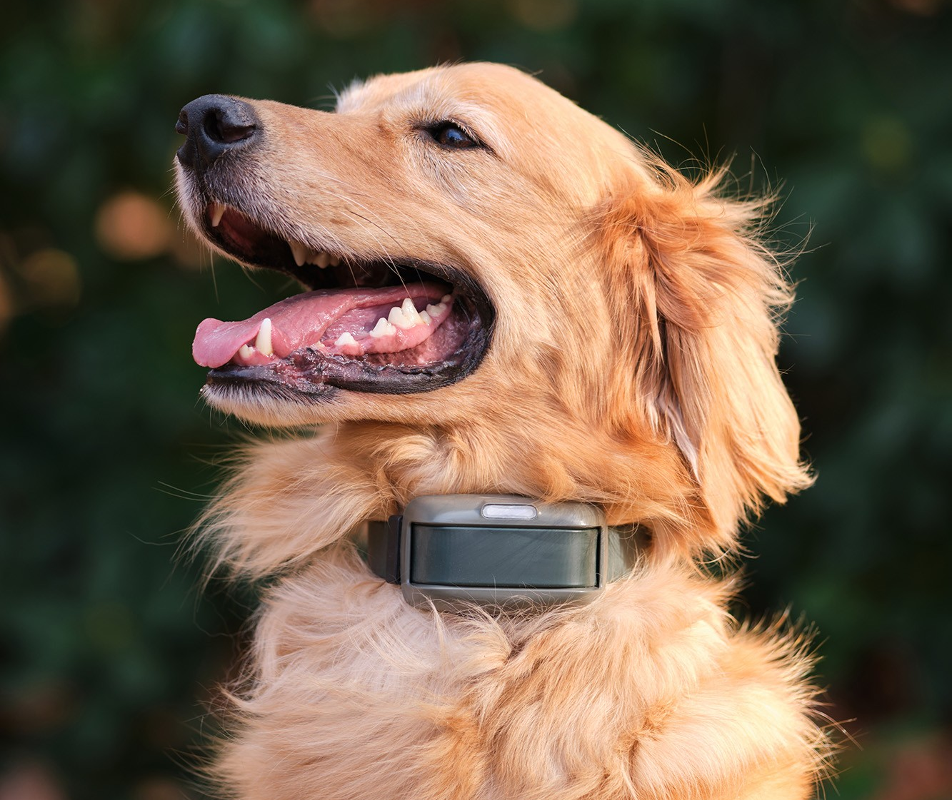 Heel Roam 350 Virtual Dog Leash